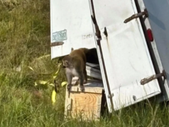Escapan varios monos de laboratorio «potencialmente peligrosos» tras un accidente de camión en Mississippi