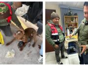 Gracias a los llamados ciudadanos, continúan rescates de animales por parte del Gobierno Capitalino