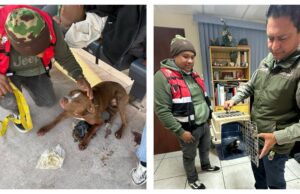 Gracias a los llamados ciudadanos, continúan rescates de animales por parte del Gobierno Capitalino