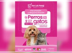 Más acciones del Gobierno de la Capital para fomentar la protección y salud animal