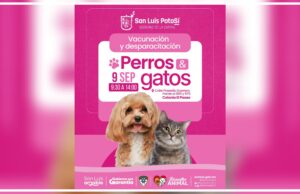 Más acciones del Gobierno de la Capital para fomentar la protección y salud animal